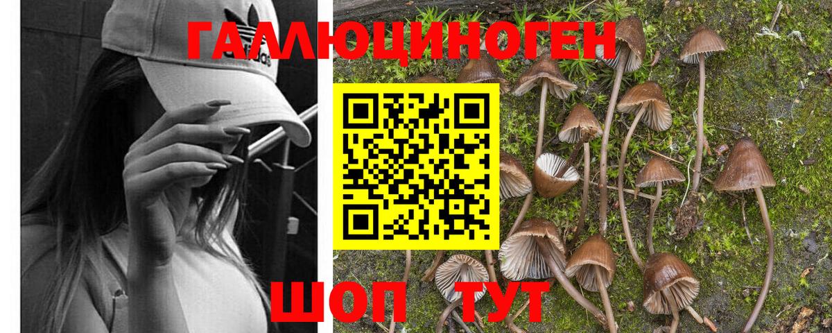 Псилоцибиновые грибы Magic Shrooms Карачаевск